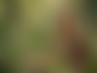 The Roots of Herbalism in Irish & Celtic Tradition