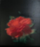 Rose for Ophelia