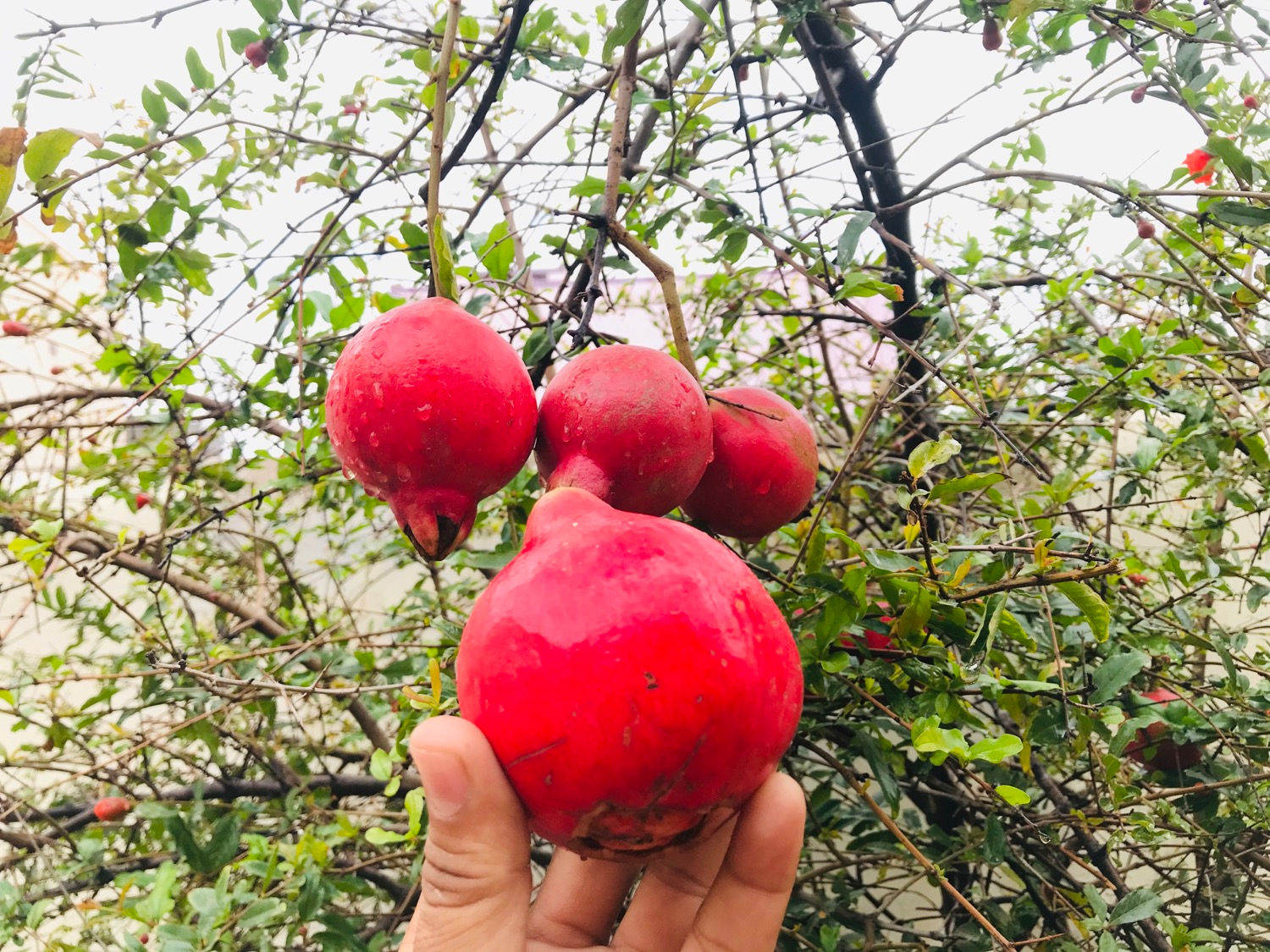 Pomegranate