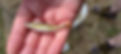 Elritze Nidda.jpeg