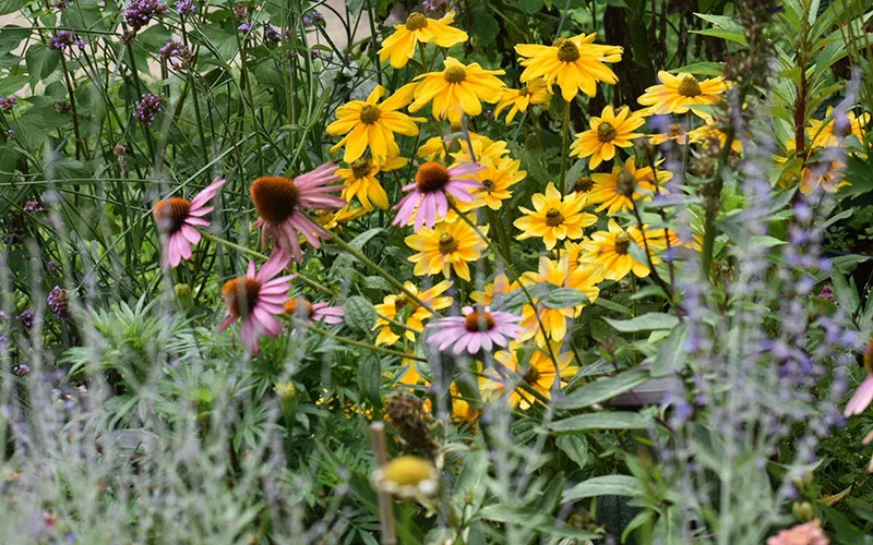 perennial-garden-echinacea-rudbeckia-lavender-banner-m.webp
