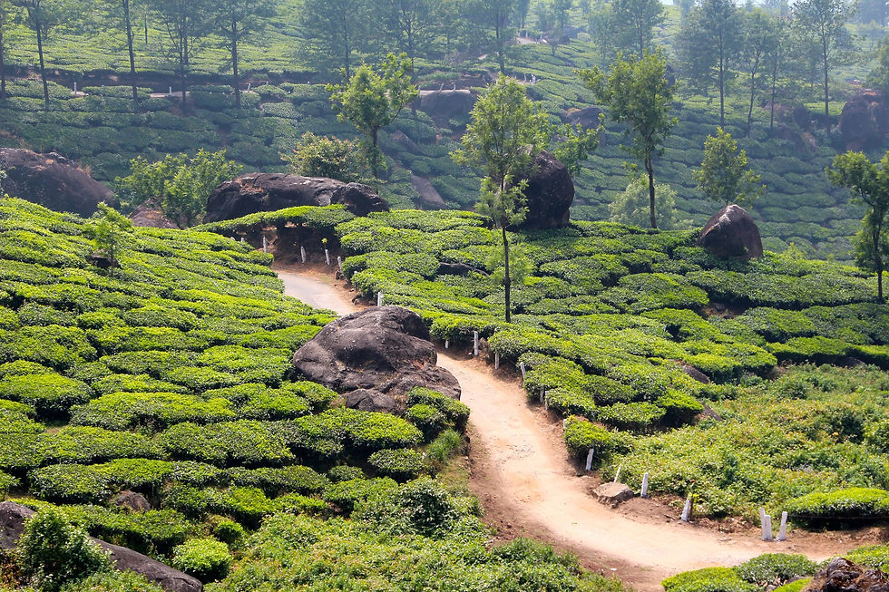 Tea garden