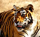 Indo Journeys Pvt. Ltd | Travel
