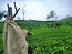 Indo Journeys Pvt. Ltd | Travel