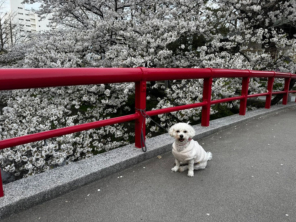 先輩は心が綺麗なので、綺麗な景色が大好きです