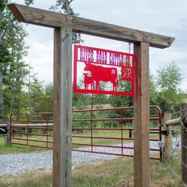 River Road Cattle Company- beef cattle. Purchase beef in Quarters or smaller sampler packs.