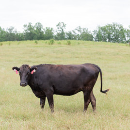 River Road Cattle Company- beef cattle. Purchase beef in Quarters or smaller sampler packs.