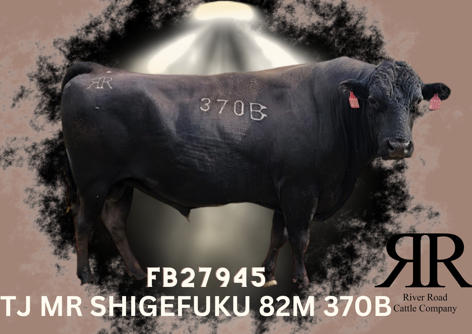 TJ MR SHIGEFUKU 82M 370B (FB27945)