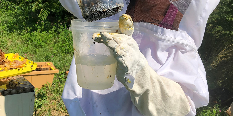 Summer Beekeeping Workshop - Mites, SHB, and Treatment Options