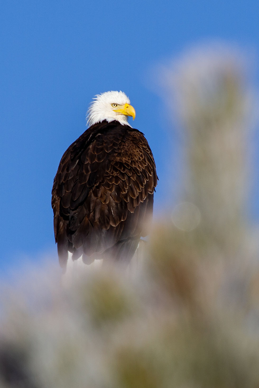 Bald Eagle