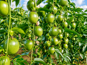 The "Billion-Dollar" Vision From Gia Lai's Agricultural Capital & New Steps in a Sustainable Supply Chain