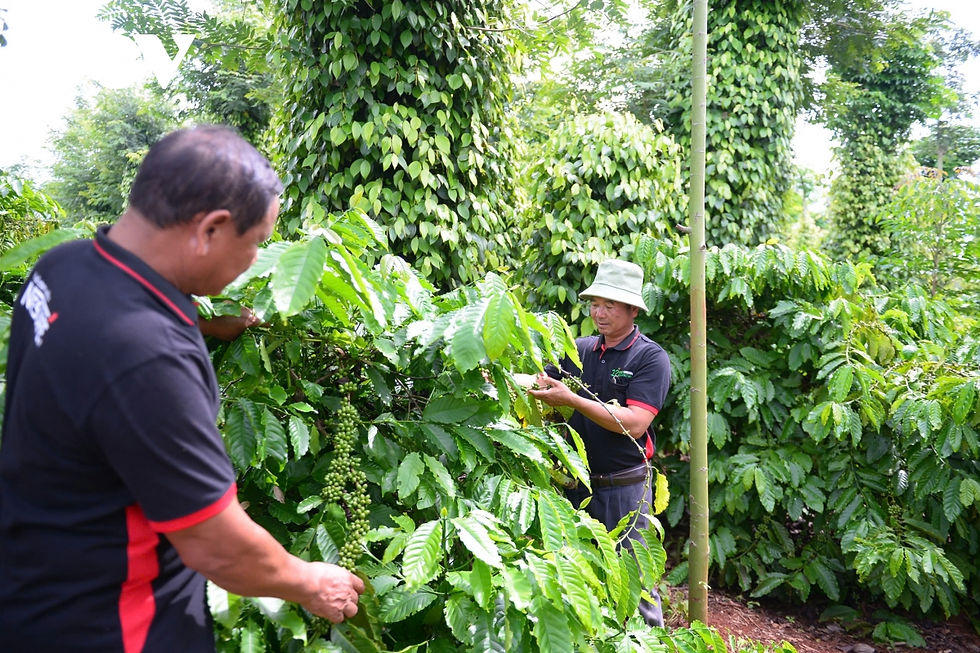 Minh họa chuỗi giá trị từ vùng nguyên liệu đến xuất khẩu, khẳng định chất lượng và tiềm năng của Nông sản Gia Lai trên thị trường quốc tế.