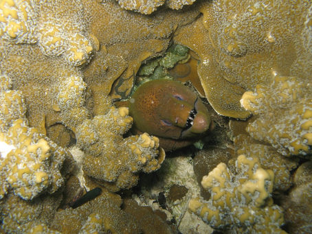 Murene: i predatori nascosti del mare