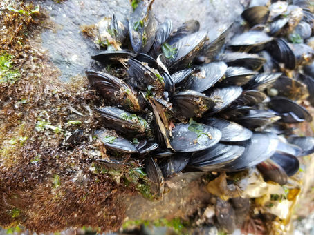 Cozze e vongole: brutte perché senza faccia?