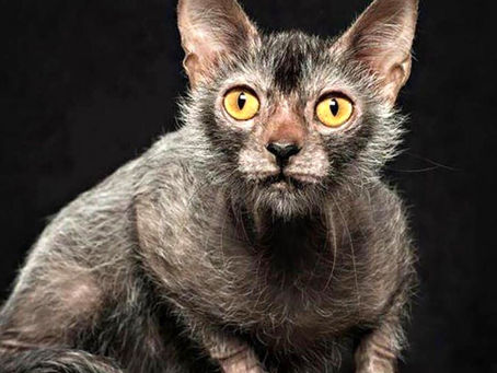 Un gatto Lykoi