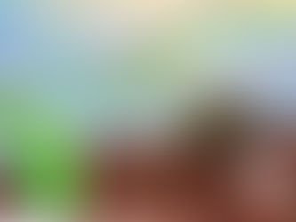 Bruchi e coleotteri: uno studio che diventa arte