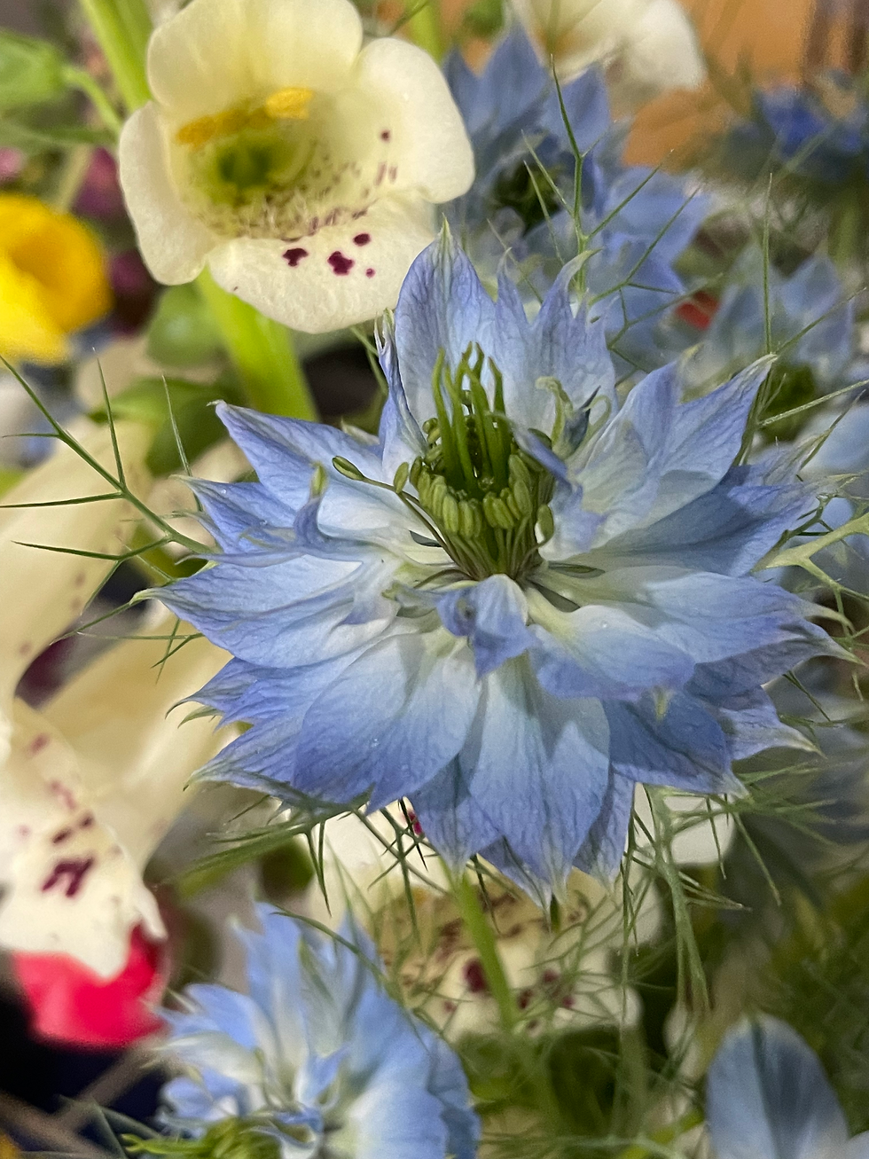 Love-in-the-mist