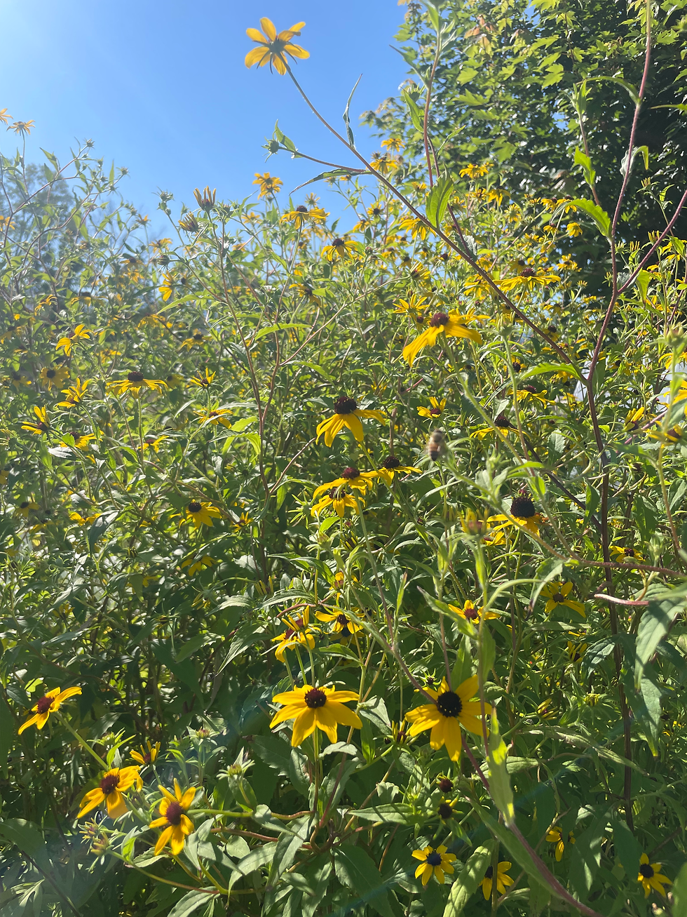 Rudbeckia
