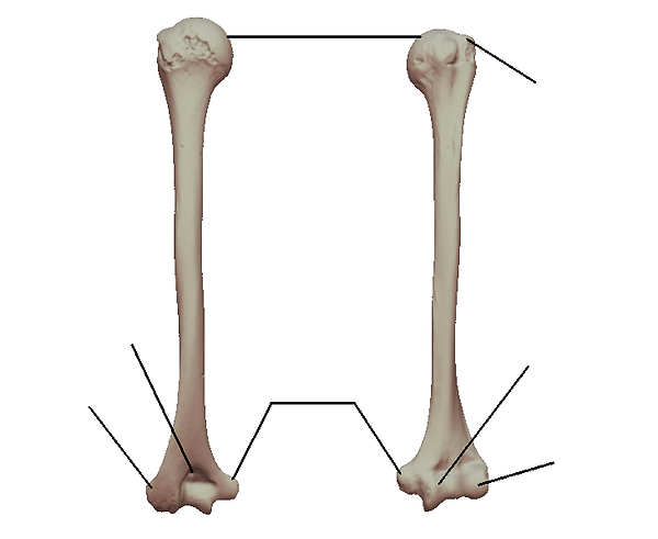 Humerus.png
