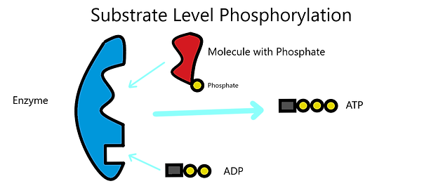 Substrate Level Phosphorylation.png