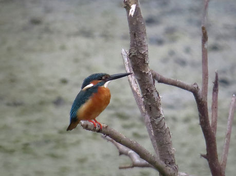 野鳥2018.11.100006.JPG