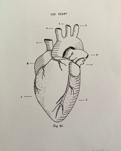 The Heart