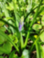 Purple flower bud among green leaves in a garden setting, bathed in sunlight, conveying a fresh and tranquil atmosphere.