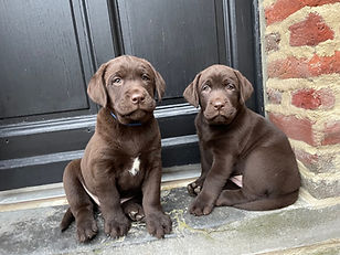 Labrador des Terres du Haumont