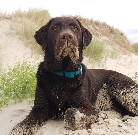 Labrador des Terres du Haumont
