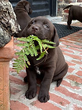 LABRADORS DES TERRES DU HAUMONT.jpg