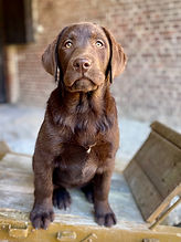 Labrador des Terres du Haumont