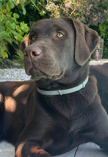 Labrador des Terres du Haumont_edited.jpg