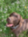 Labrador des Terres du Haumont
