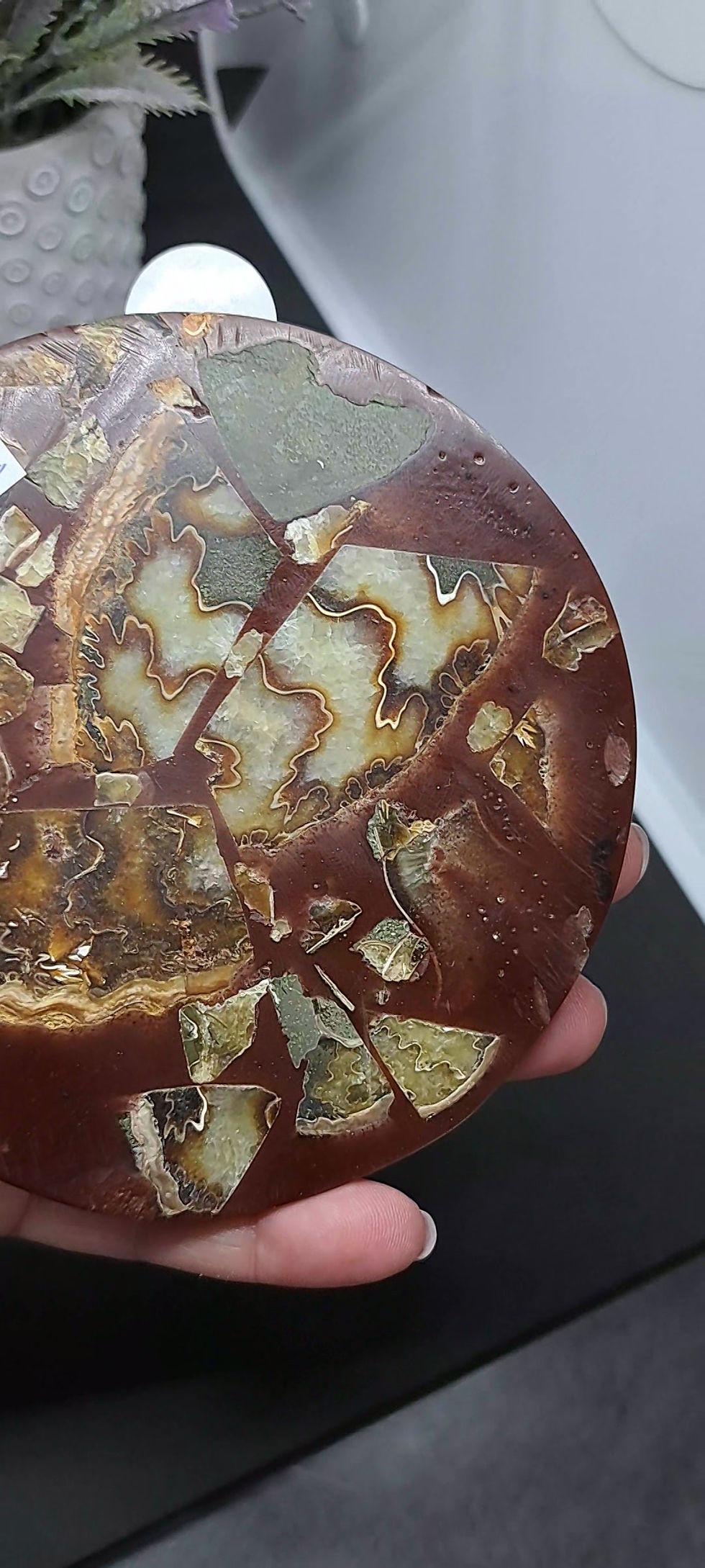 Miniature : Plaques d'Ammonites polies A+
