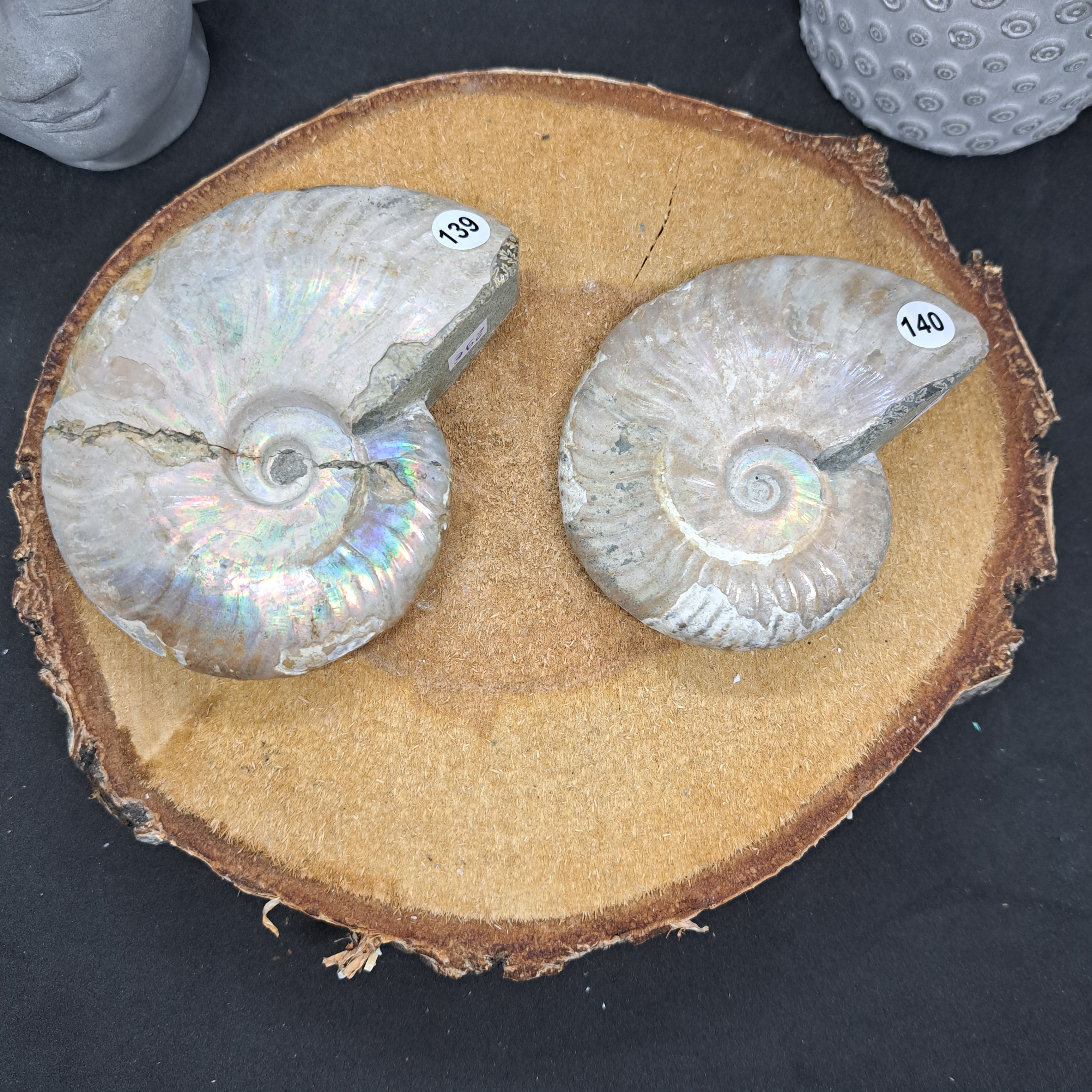 Ammonites Opalisées