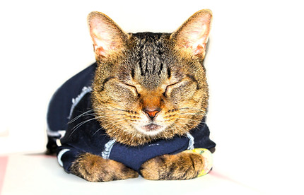 キジトラ猫
