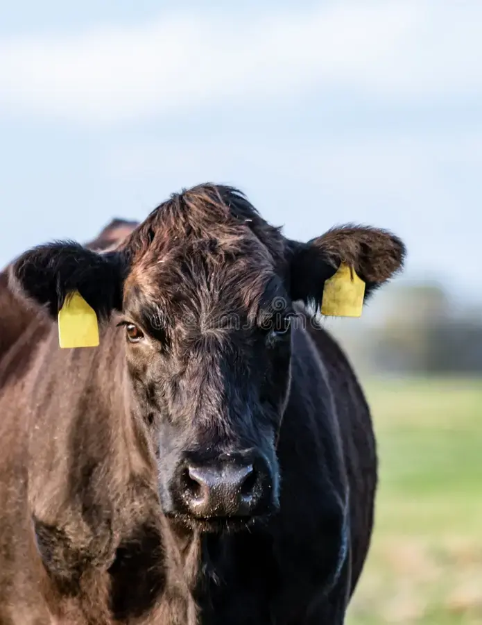 black-angus-cow-looking-camera-head-out-focus-background-vertical-format-black-angus-cow-c