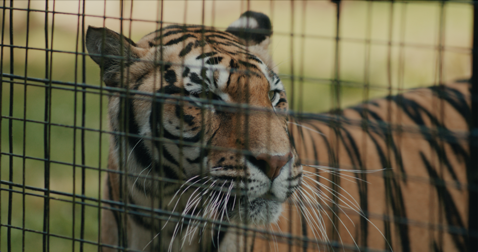 Screenshot 2026-01-19 at 11.32.39