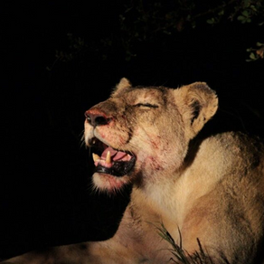 CANNED HUNTING AND THE BONE TRADE IN AFRICAN LIONS: A CLOSER LOOK
