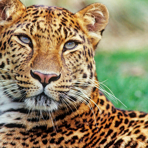 THE PLIGHT OF ENDANGERED SPECIES & THEIR HABITATS - IT'S NOT TOO LATE