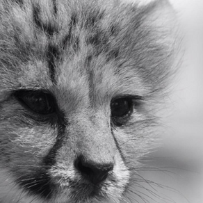 AFRICAN CATS TAKE ON ASIA