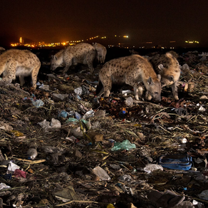 THE SCOURGE OF PLASTIC POLLUTION ON OUR WILDLIFE