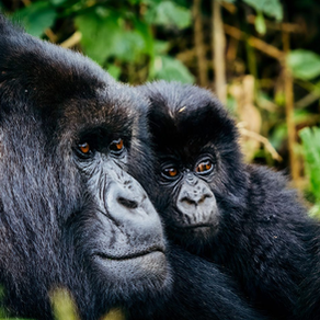 GORILLAS IN THE MIST: THE REMARKABLE RECOVERY OF RWANDA'S MOUNTAIN GORILLAS