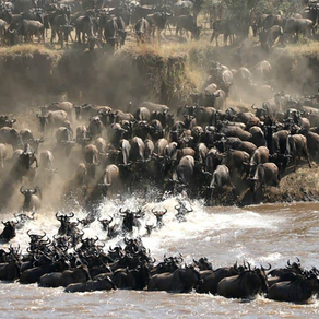 WILDLIFE CORRIDORS - A SOLUTION TO RESTRICTED WILDLIFE MIGRATION