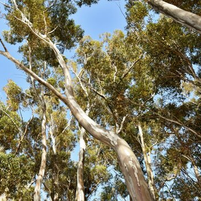 INVASIVE SPECIES MANAGEMENT