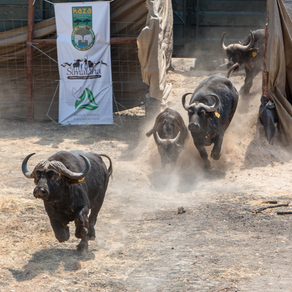 THE INS & OUTS OF THE WILDLIFE DISEASE OUTBREAKS