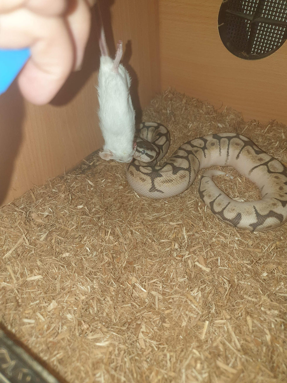 Two 6 month old pythons having a nice dinner xx