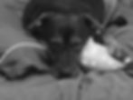 IMG_1592.jpeg