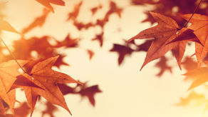 Autumn & the art of letting go💖
