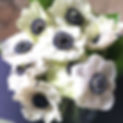 IMG_5134.jpeg